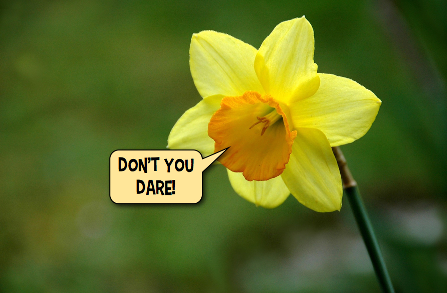Picture of a daffodil from a post about flowers from the bunkaryudo humor blog.